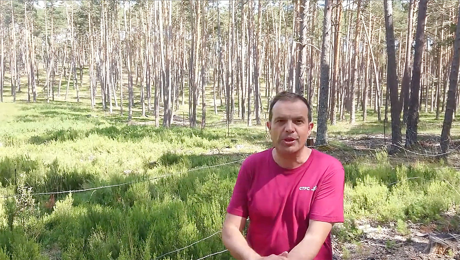 Pinar-Grande-(Spain),-an-example-of-mycosilviculture